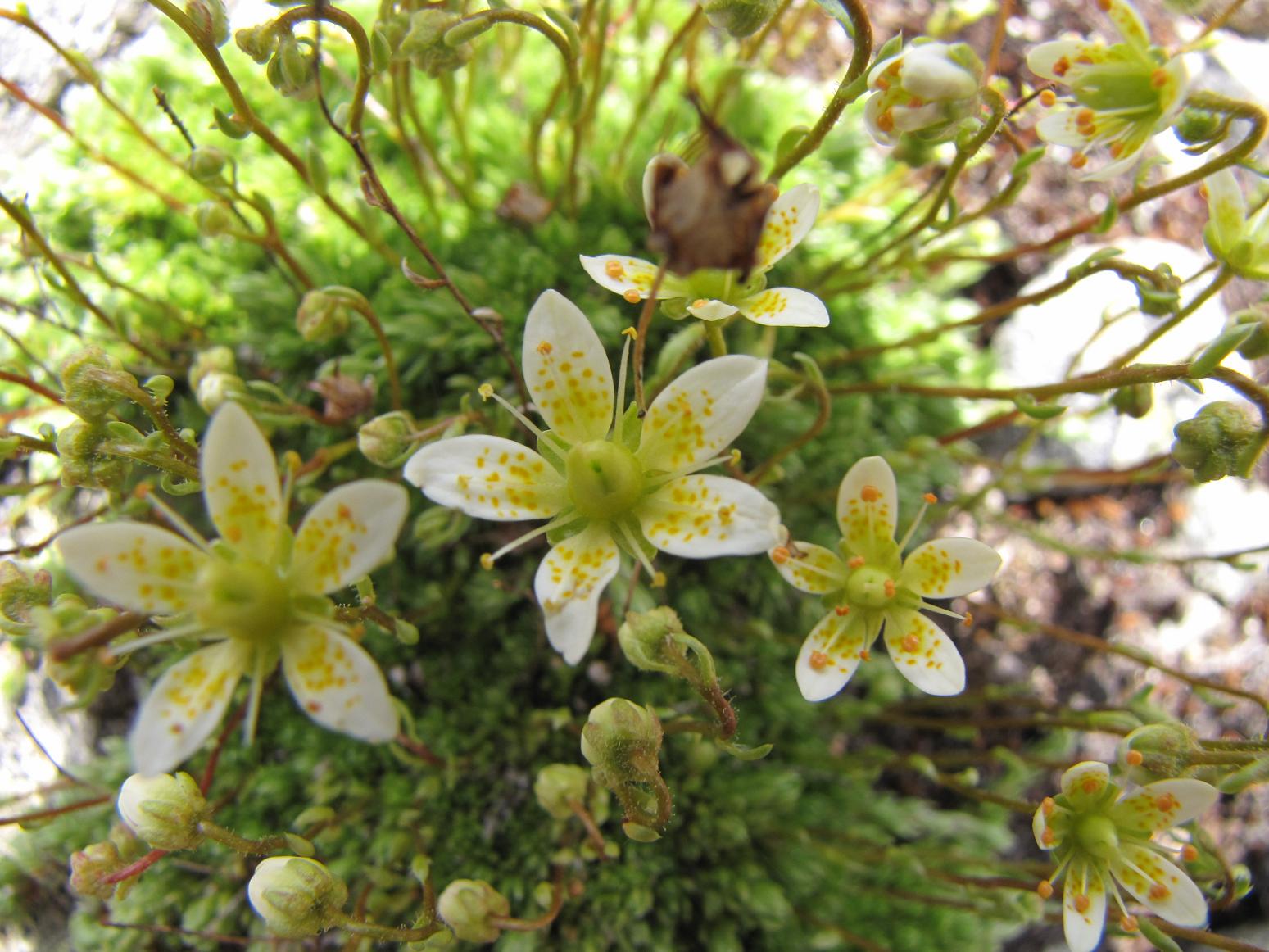 Saxifraga bryoides